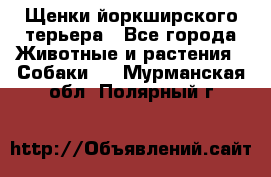 Щенки йоркширского терьера - Все города Животные и растения » Собаки   . Мурманская обл.,Полярный г.